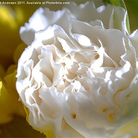 Buy canvas prints of Morning Peony by Jacob Andersen