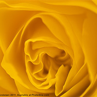 Buy canvas prints of Yellow Rose by Jacob Andersen