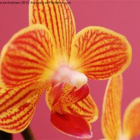Buy canvas prints of Mini Orchid by Jacob Andersen