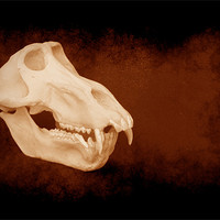 Buy canvas prints of Baboon skull 5 by Maria Tzamtzi Photography