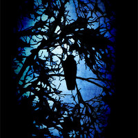 Buy canvas prints of The Raven (dark) by Maria Tzamtzi Photography