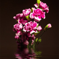 Buy canvas prints of Carnations by Maria Tzamtzi Photography
