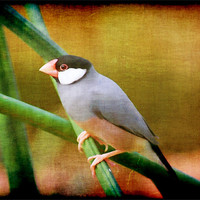 Buy canvas prints of Java Sparrow by Maria Tzamtzi Photography