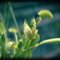 Buy canvas prints of Venus flytrap by Maria Tzamtzi Photography