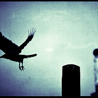Buy canvas prints of Midnight Flight of the Magpie by Maria Tzamtzi Photography