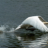 Buy canvas prints of Swan takeoff over water by Robert Gipson