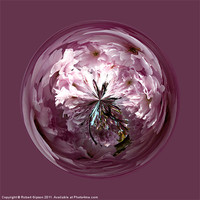 Buy canvas prints of Spherical Cherry paperweight by Robert Gipson