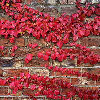 Buy canvas prints of Autumn creeps along the wall by Robert Gipson