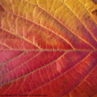 Buy canvas prints of Red leaf of autumn by Robert Gipson