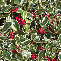 Buy canvas prints of Christmas holly bellies and leaves by Robert Gipson