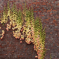 Buy canvas prints of Ivy Wall by Robert Gipson