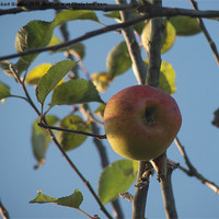 Buy canvas prints of Last Apple on the tree by Robert Gipson