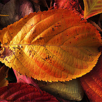 Buy canvas prints of Autumn colours in leaves by Robert Gipson