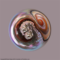 Buy canvas prints of Spherical shell by Robert Gipson