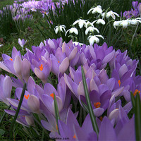 Buy canvas prints of Spring flowers, crocus, snowdrops. by Robert Gipson