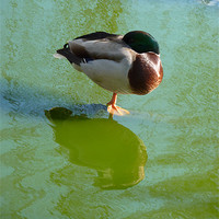 Buy canvas prints of One legged Mallard duck by Robert Gipson