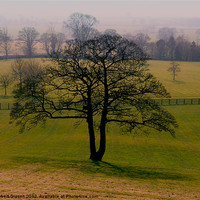 Buy canvas prints of Tree in green field by Robert Gipson