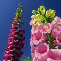 Buy canvas prints of Foxglove flowers by Robert Gipson