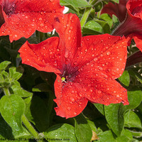 Buy canvas prints of Petunia in the wet. by Robert Gipson