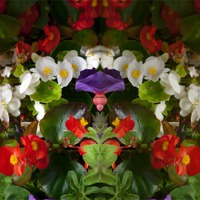 Buy canvas prints of Flowers double reflection by Robert Gipson