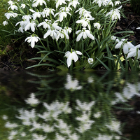 Buy canvas prints of Snowdrops in reflection by Robert Gipson