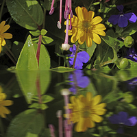 Buy canvas prints of Fuchsia  flower in reflection by Robert Gipson