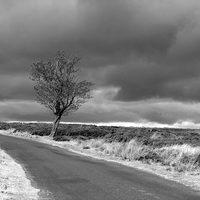 Buy canvas prints of Lone tree on the moor by Robert Gipson