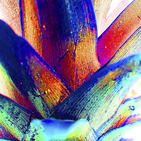 Buy canvas prints of Pineapple abstract extreme by Robert Gipson