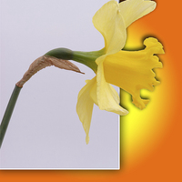 Buy canvas prints of Daffodil flower out the frame by Robert Gipson