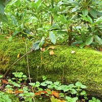 Buy canvas prints of Forest floor and moss by Robert Gipson