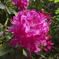 Buy canvas prints of Rhododendron flower bunch by Robert Gipson