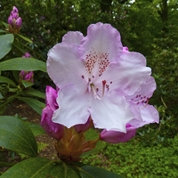 Buy canvas prints of Rhododendron flower bloom by Robert Gipson