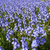 Buy canvas prints of Sea of Bluebells by Robert Gipson