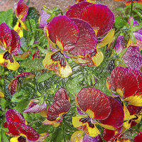 Buy canvas prints of Plastic Pansies by Robert Gipson
