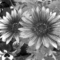Buy canvas prints of Flower in monochrome by Robert Gipson