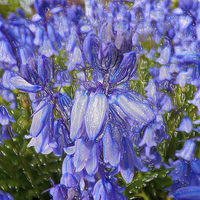 Buy canvas prints of Plastic Bluebells by Robert Gipson