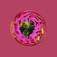 Buy canvas prints of  Pink flower in globe by Robert Gipson