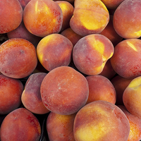Buy canvas prints of  Just peaches by Robert Gipson