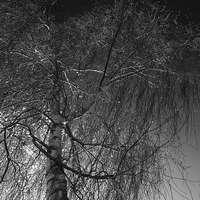 Buy canvas prints of  Tree against a dark English sky by Robert Gipson