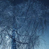 Buy canvas prints of Tree in blue light  by Robert Gipson