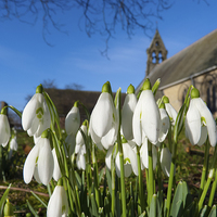 Buy canvas prints of  Snowdrops in the church by Robert Gipson