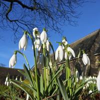 Buy canvas prints of   Snowdrops in the English church by Robert Gipson