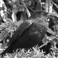 Buy canvas prints of  Blackbird in black and white by Robert Gipson