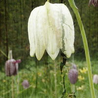 Buy canvas prints of  Fritillaria flower on wood by Robert Gipson