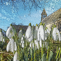 Buy canvas prints of  Snowdrops on texture by Robert Gipson