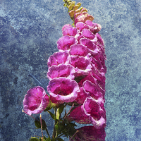 Buy canvas prints of  Foxglove with texture reaching for the sky. by Robert Gipson