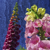 Buy canvas prints of  Two Foxglove flowers on texture. by Robert Gipson