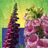 Buy canvas prints of   Two Foxglove flowers on texture and frame by Robert Gipson