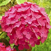 Buy canvas prints of Pink Hydrangea flower on textured background by Robert Gipson