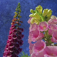Buy canvas prints of   Two Foxglove flowers with textured background by Robert Gipson